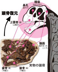 カマラサウルス頭骨の復元