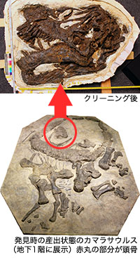 カマラサウルスの頭骨実物化石