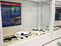 長崎県松浦市のサイ類化石展示