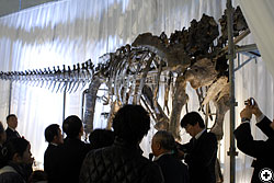 カマラサウルス全身骨格の除幕式