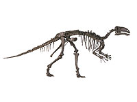 画像：マンテリサウルス・アザーフィールデンシス