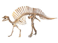 画像：オウラノサウルス・ニジェーリエンシス