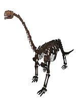 画像：クンミンゴサウルス・ウディンゲンシス