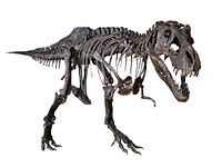 画像：ティラノサウルス・レックス