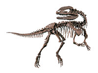画像：シノサウルス・トリアシクス