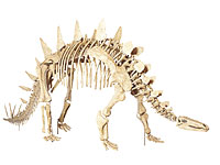 画像：トゥオジャンゴサウルス・マルチスピナス