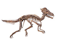 画像：パキケファロサウルスの一種