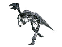 画像：バクトロサウルス・ジョンソニ