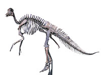 画像：ヒパクロサウルス・ステビンガーイ