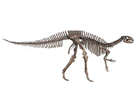 画像：フクイサウルス・テトリエンシス
