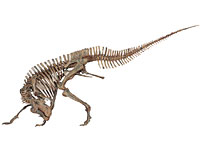 画像：プロバクトロサウルスの一種