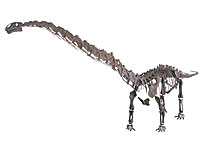画像：マメンチサウルス・ホチュアネンシス