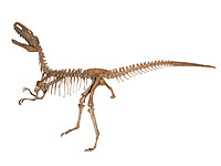 画像：モノロフォサウルス・ジャンギ