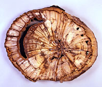 画像：双子葉類（ブナ科コナラ属）の珪化木