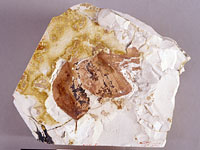 画像：トサミズキ属の一種とハンノキ属の一種