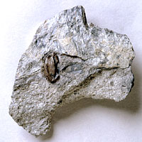 画像：トリゴノカルプス属の一種