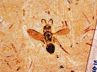 画像：ハチ類の一種