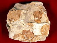 画像：白亜紀の被子植物化石