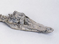 画像：勝山産のワニ化石