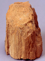 画像：カナダ北極圏の木材化石