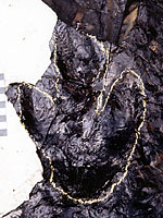 画像：シダをふむイグアノドン類の足跡化石