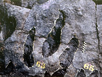 画像：大型獣脚類の足跡化石