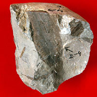 画像：白亜紀被子植物の材化石