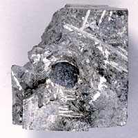 画像：卵殻化石