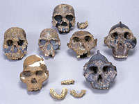 画像：古人類の頭骨