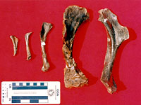 画像：獣脚類の成長段階を示す化石（上腕骨）