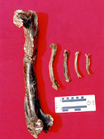 画像：獣脚類の成長段階を示す化石（大腿骨）