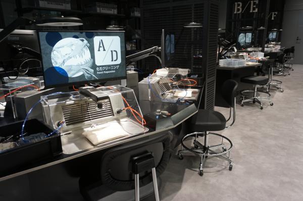 化石研究体験（化石クリーニング）