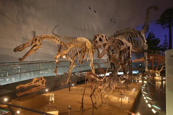 展示室1F「恐竜の世界」③