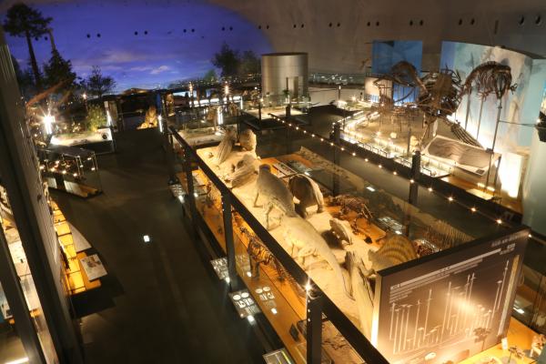 展示室2F「生命の歴史」①