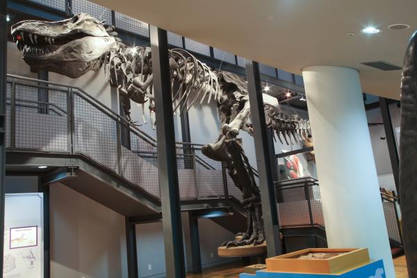 ダイノラボ