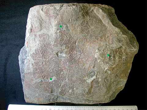 今回発見された皮膚痕が付いている岩石