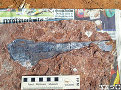 恐竜の四肢の骨と思われる化石（クリックで拡大）