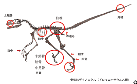 発見された部位（骨格はデイノニクスを代用）