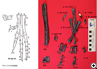 発見された足の部位