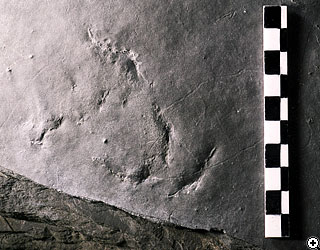 鳥類の足跡化石の写真