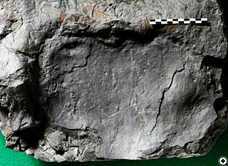 竜脚類の足跡化石の写真