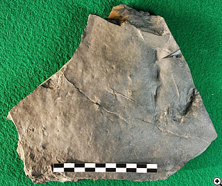 獣脚類の足跡化石の写真