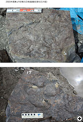 2008年度勝山市恐竜化石発掘調査足跡化石（A面）