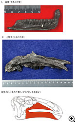 発見された鳥脚類化石写真