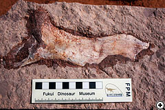 11月12日に発見されたイグアノドン類の恥骨（クリックで拡大）