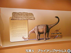 プゥイアンゴサウルス