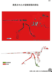 発見された小型獣脚類化石