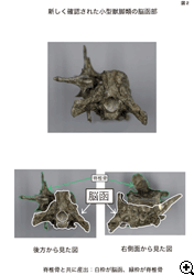 新しく確認された小型獣脚類の脳函部