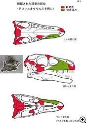 確認された頭骨の部位（ドロマエオサウルスを例に）