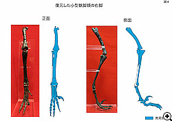 復元された小型獣脚類の右脚